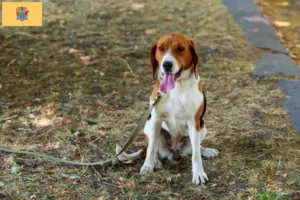 Read more about the article American Foxhound breeders and puppies in New Jersey