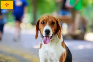 Read more about the article American Foxhound breeders and puppies in New Mexico