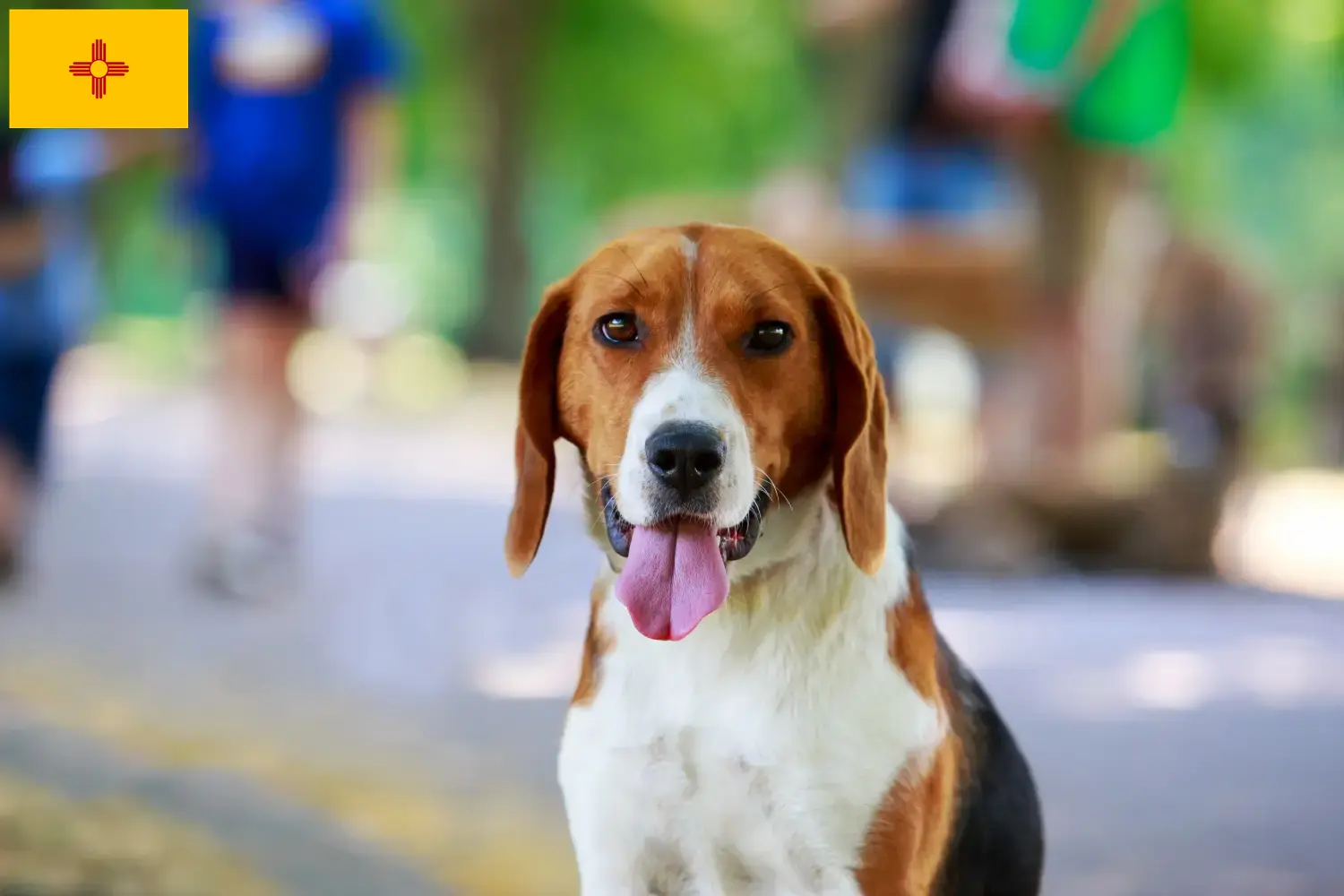 American Foxhound puppies and breeders New Mexico Find American Foxhounds breeders in New Mexico.
