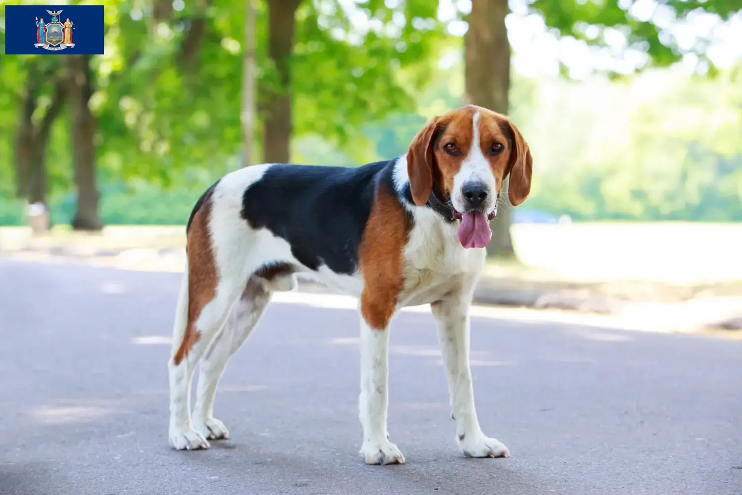 American Foxhound puppies and breeders New York Find American Foxhounds breeders in New York here.
