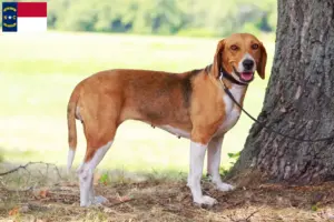 Read more about the article American Foxhound breeders and puppies in North Carolina
