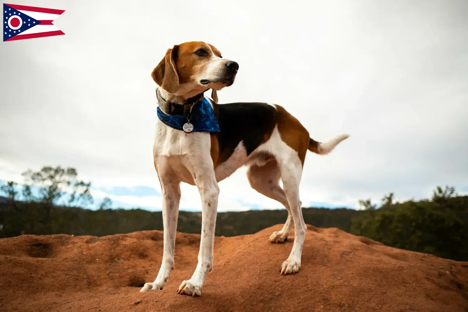 American Foxhound puppies and breeders Ohio Find American Foxhounds breeders in Ohio.