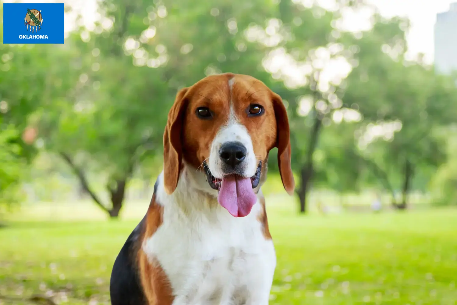 Read more about the article American Foxhound breeders and puppies in Oklahoma