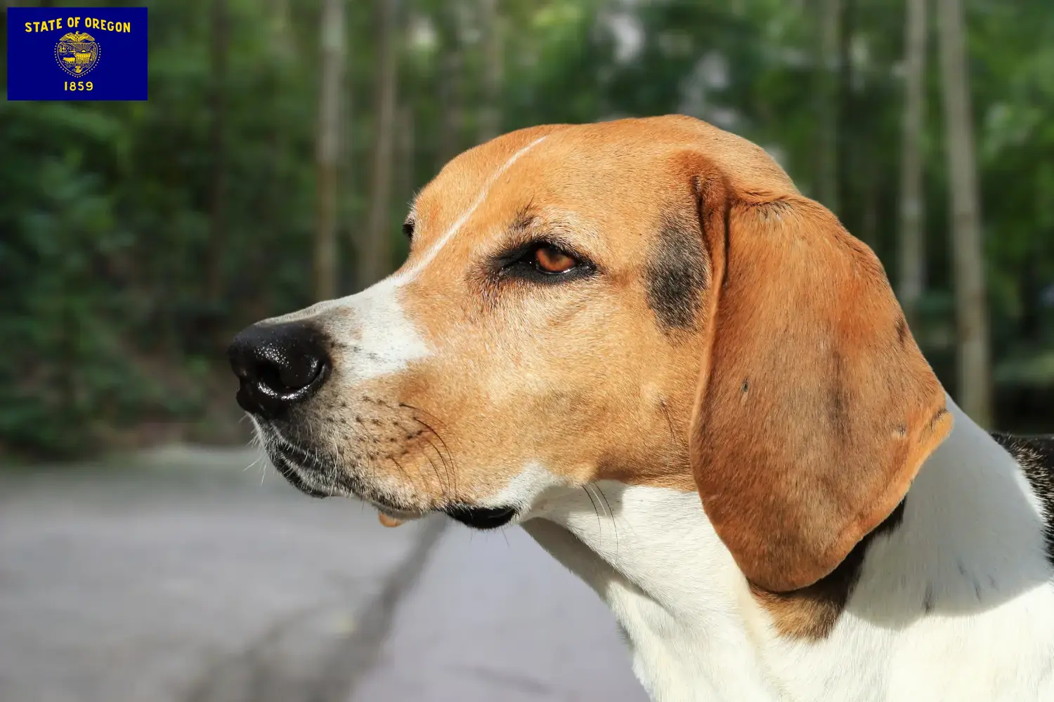 Read more about the article American Foxhound breeders and puppies in Oregon
