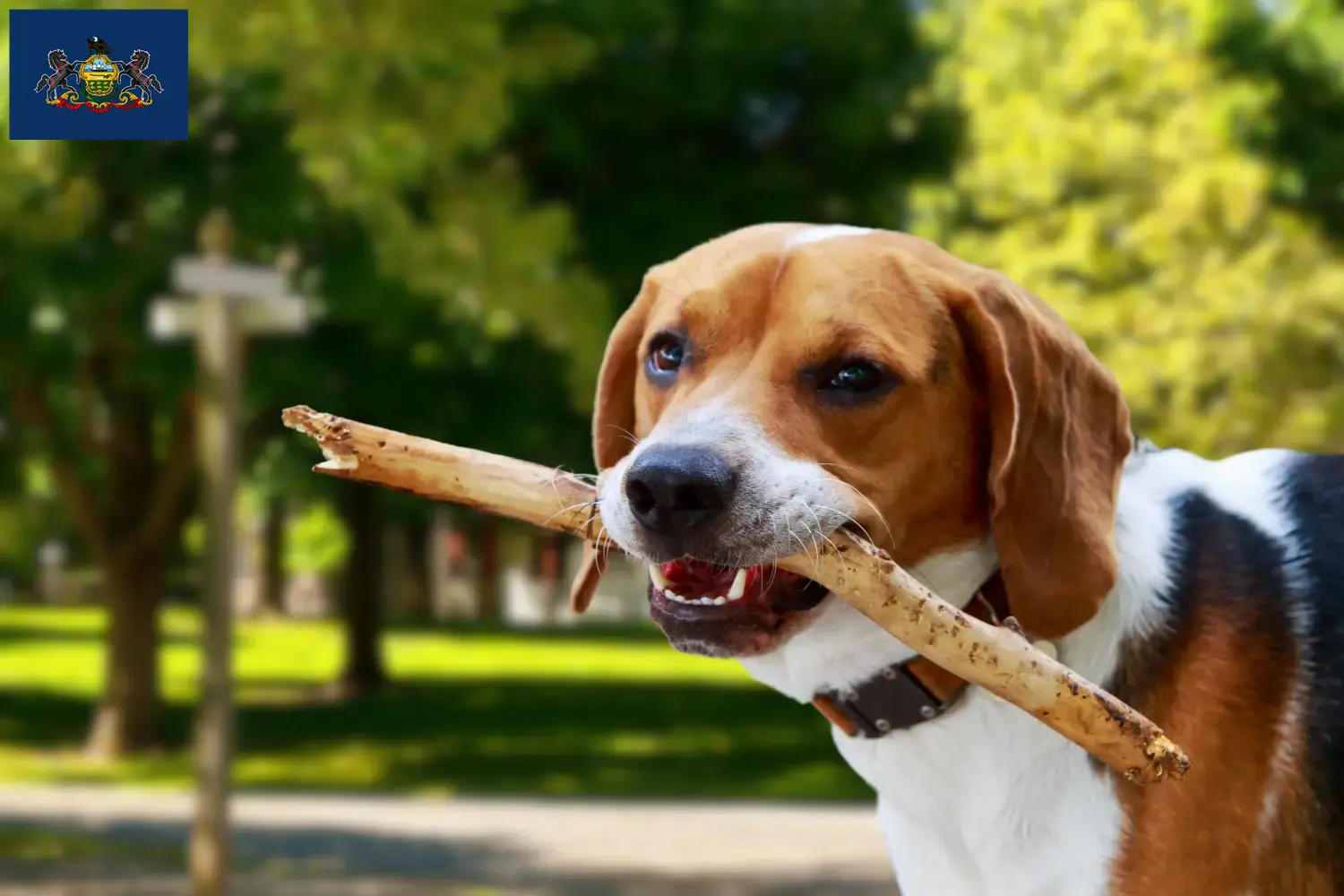 Read more about the article American Foxhound breeders and puppies in Pennsylvania