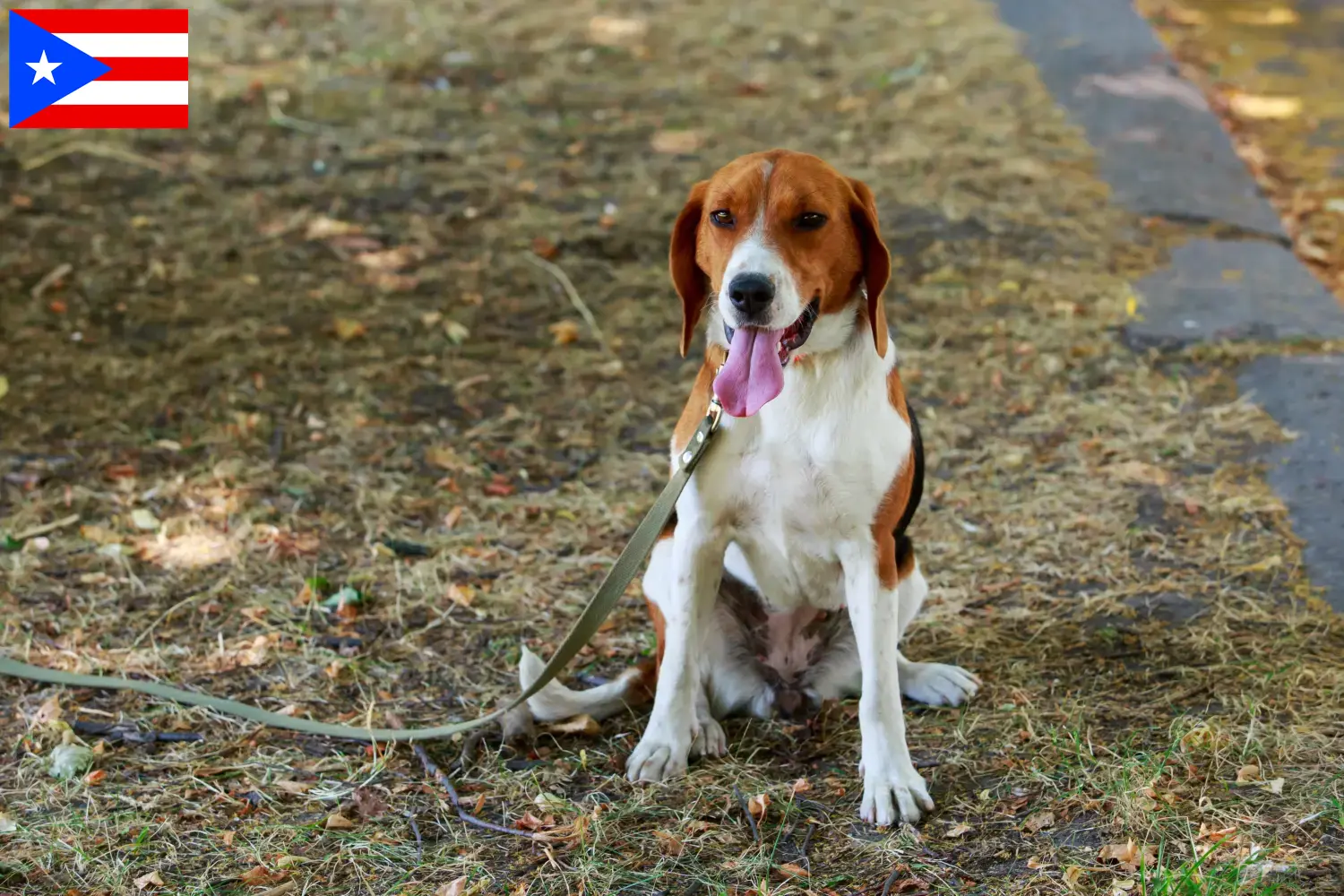 Read more about the article American Foxhound breeders and puppies in Puerto Rico