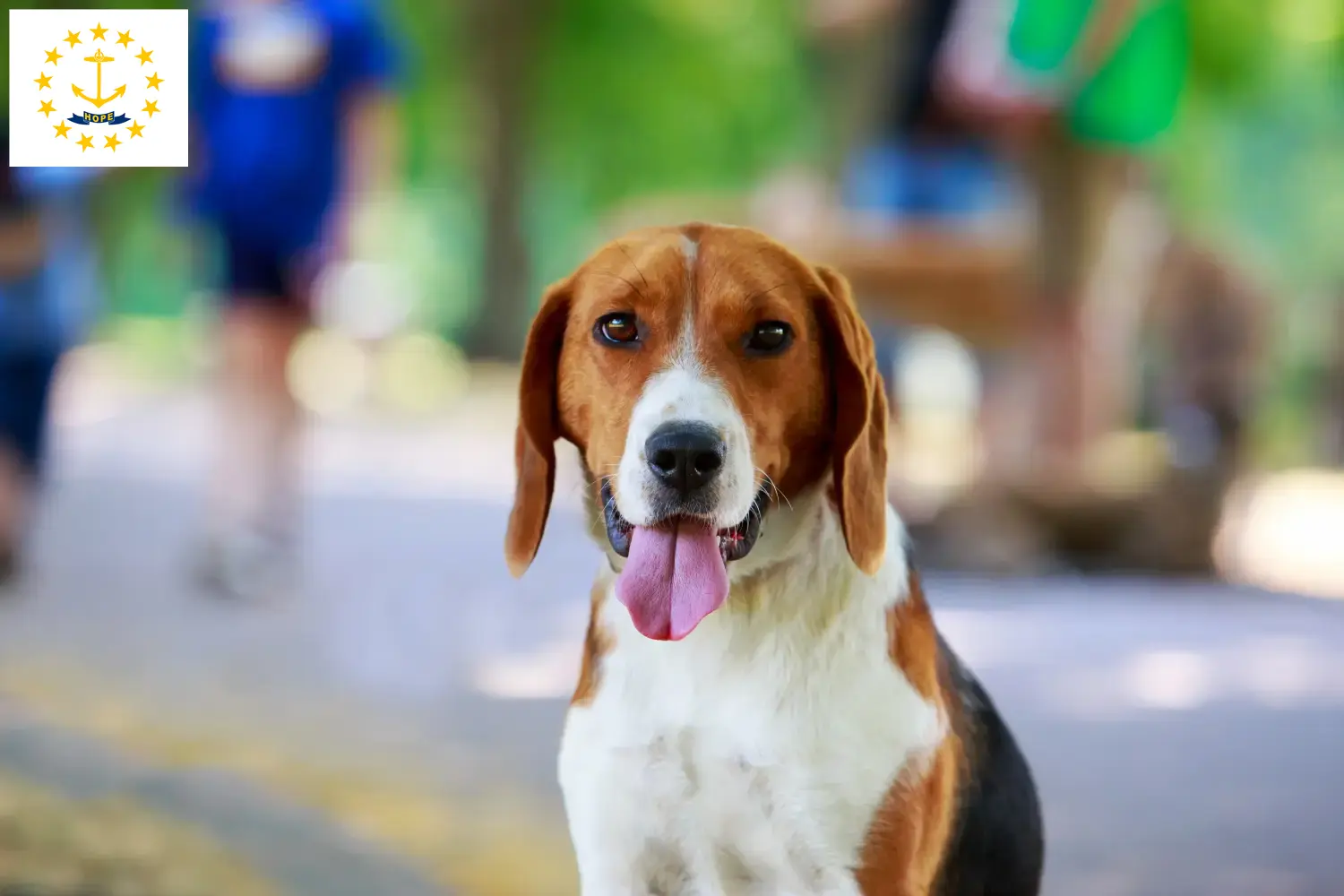 Read more about the article American Foxhound breeders and puppies in Rhode Island
