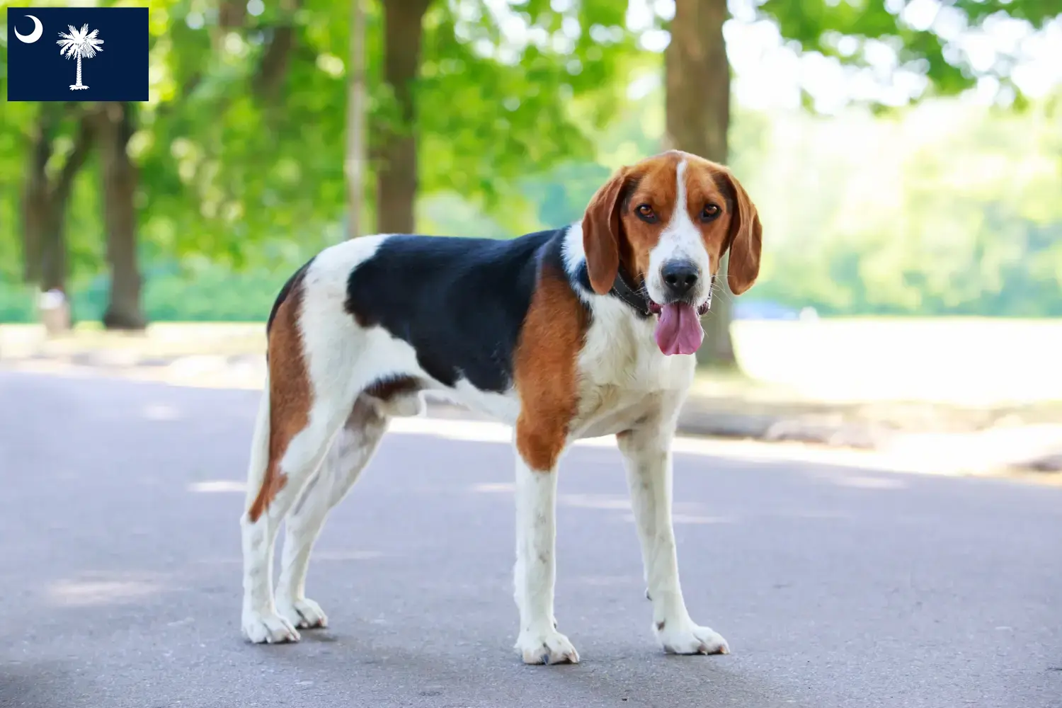 American Foxhound puppies and breeders South Carolina Find American Foxhounds breeders in South Carolina.