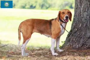 Read more about the article American Foxhound breeders and puppies in South Dakota