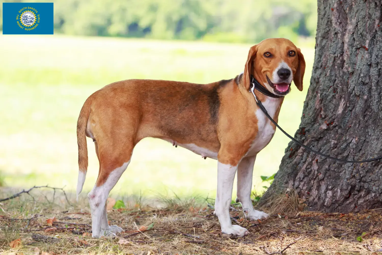 American Foxhound puppies and breeders South Dakota Find American Foxhounds breeders in South Dakota.