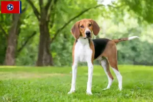 Read more about the article American Foxhound breeders and puppies in Tennessee
