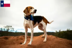 Read more about the article American Foxhound breeders and puppies in Texas