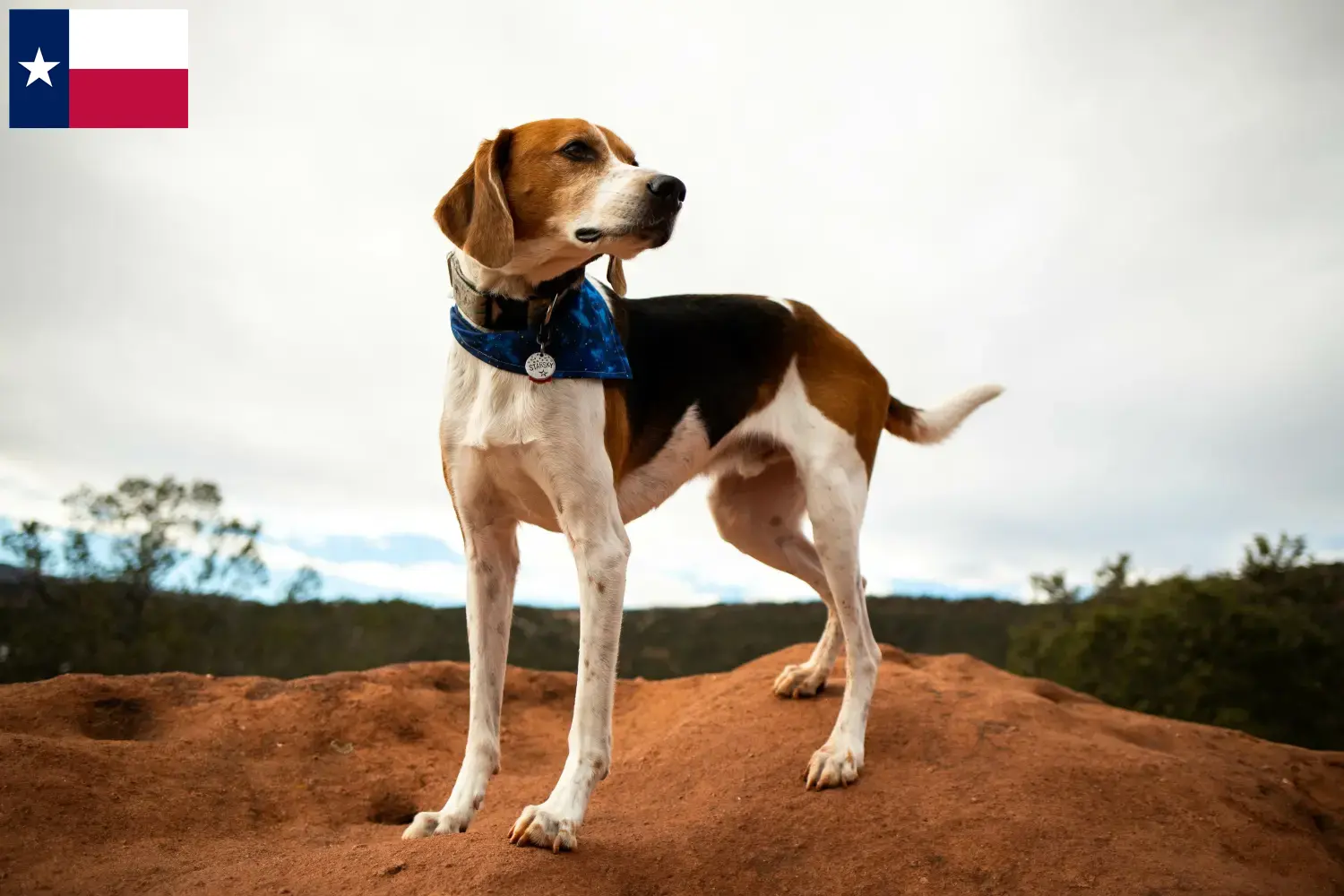 American Foxhound puppies and breeders Texas Find American Foxhounds breeders in Texas.