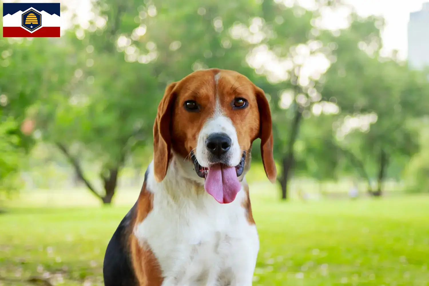 American Foxhound puppies and breeders Utah Find American Foxhounds breeders in Utah.