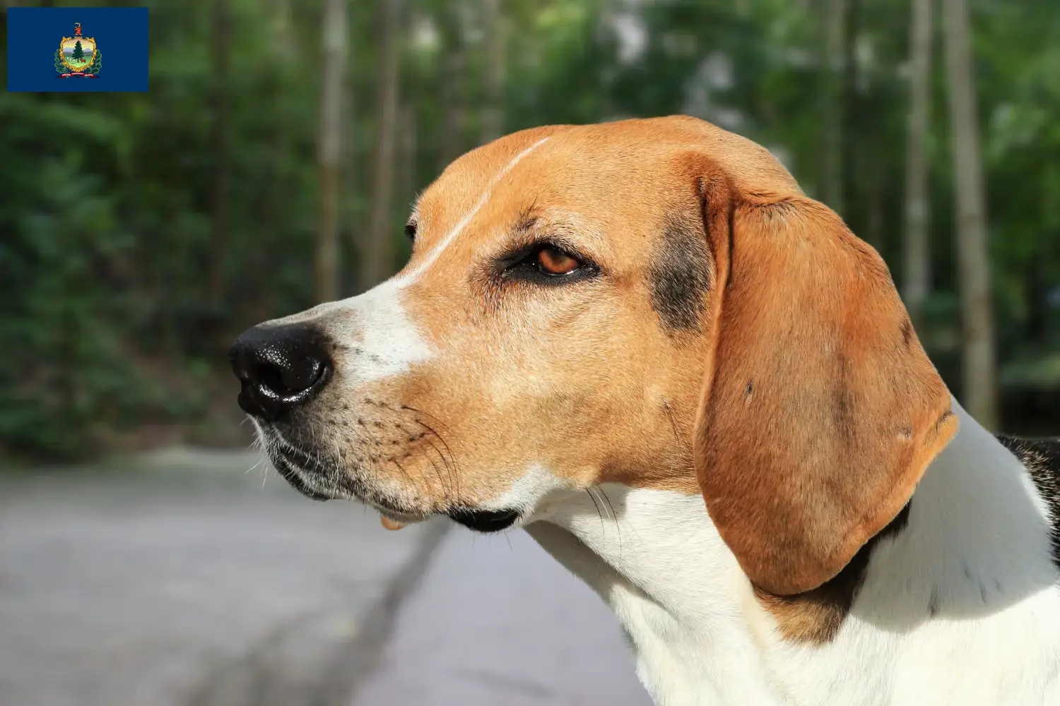 American Foxhound puppies and breeders Vermont Find American Foxhounds breeders in Vermont.