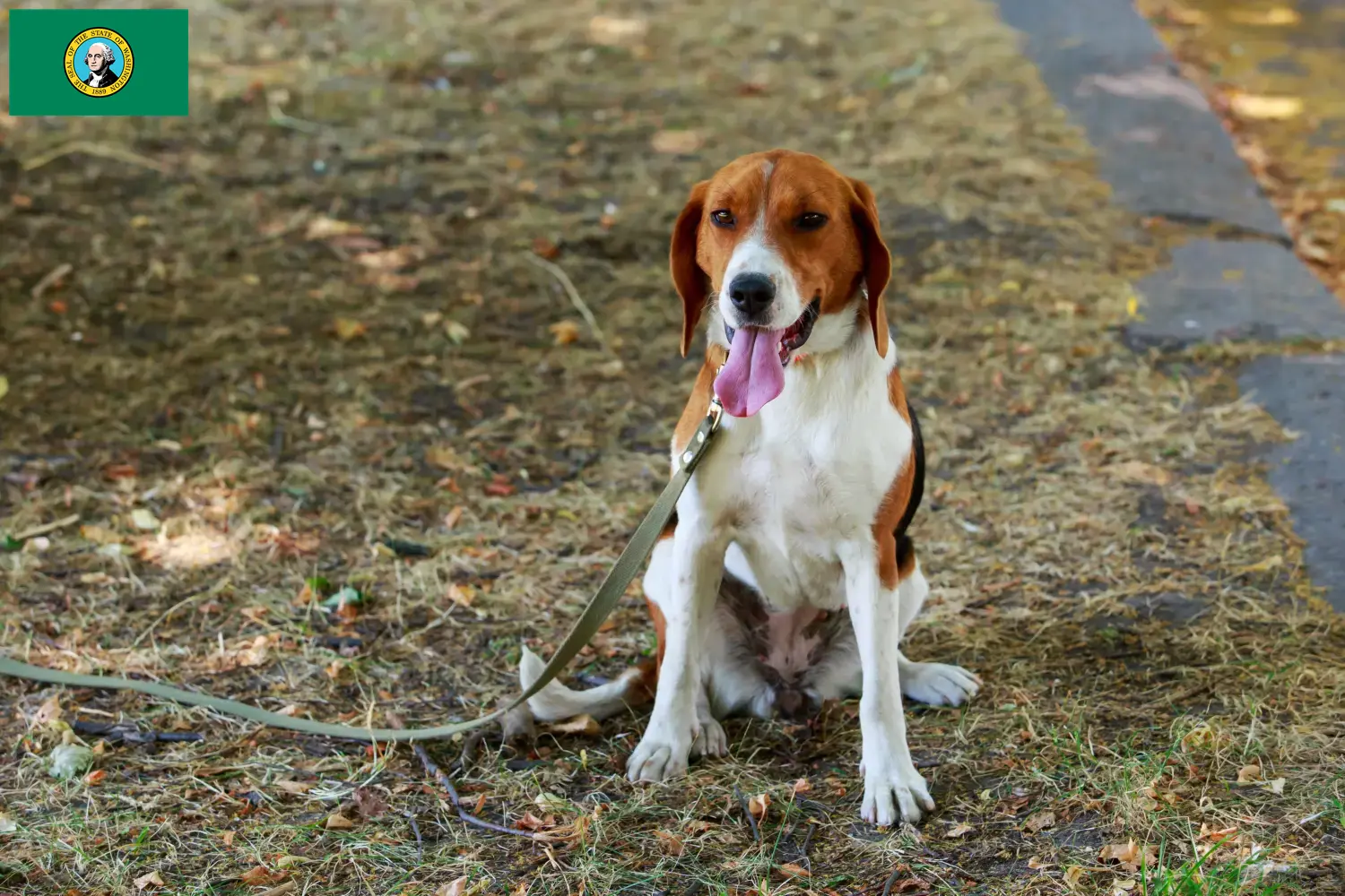 Read more about the article American Foxhound breeders and puppies in Washington
