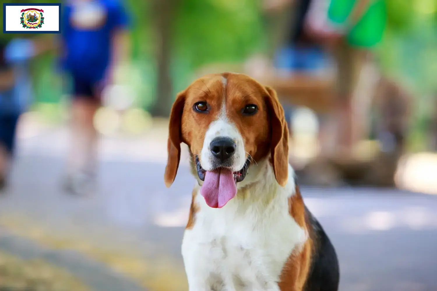 Read more about the article American Foxhound breeders and puppies in West Virginia