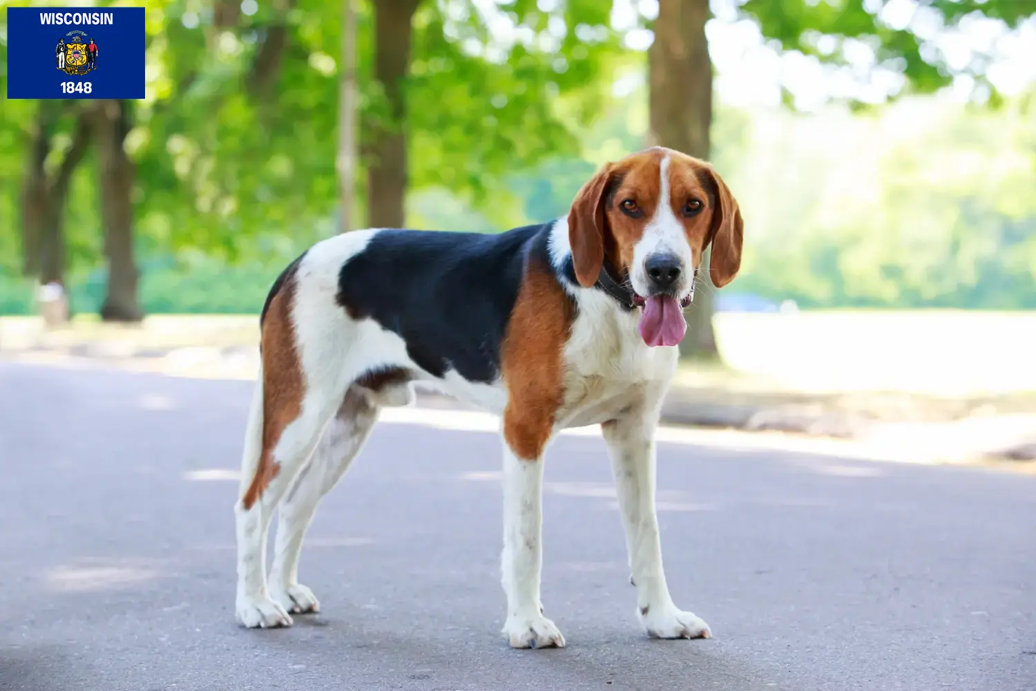 Read more about the article American Foxhound breeders and puppies in Wisconsin