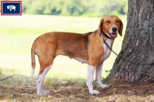 Read more about the article American Foxhound breeders and puppies in Wyoming
