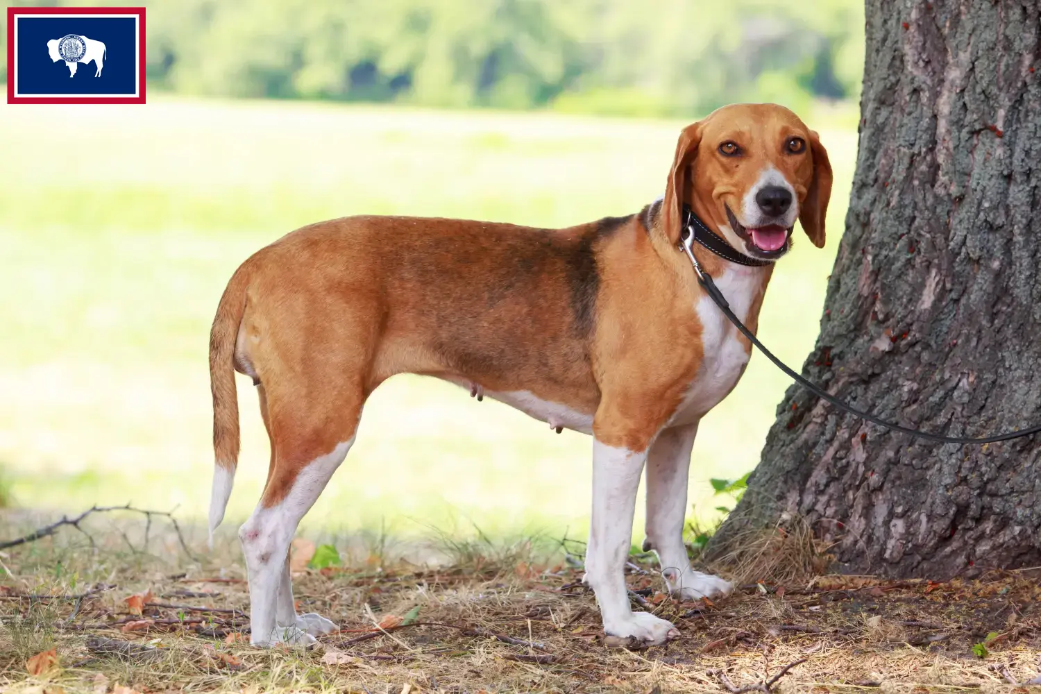 Read more about the article American Foxhound breeders and puppies in Wyoming