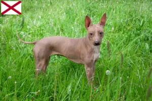 Read more about the article American Hairless Terrier breeders and puppies in Alabama