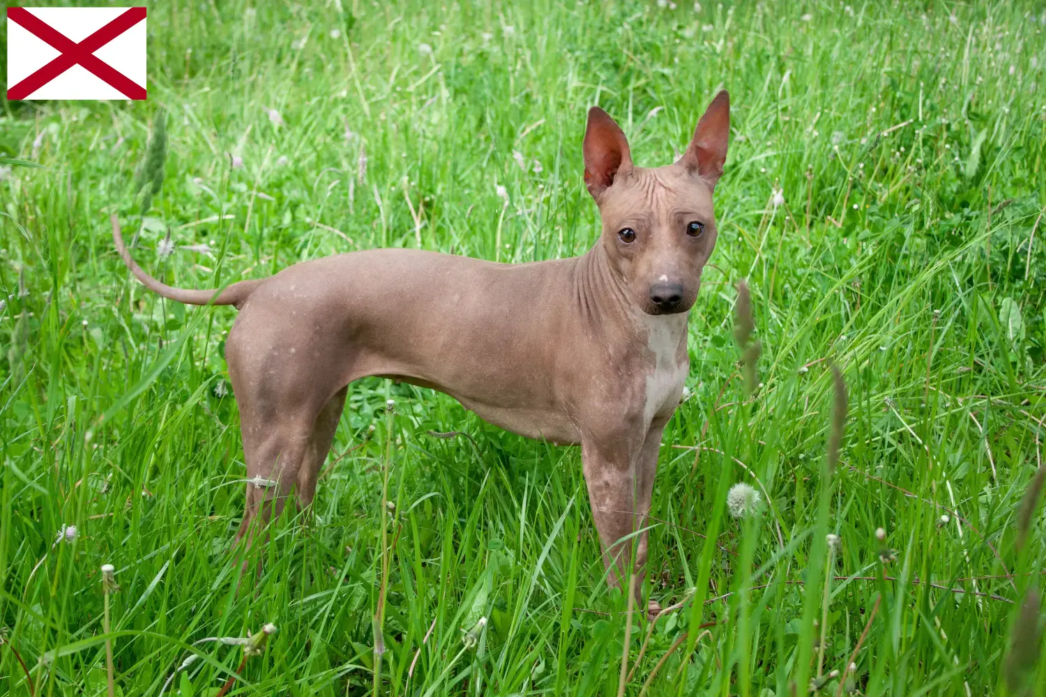 American Hairless Terrier puppies and breeders Alabama Find American Hairless Terrier breeders in Alabama here.
