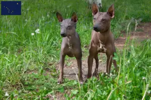 Read more about the article American Hairless Terrier breeders and puppies in Alaska