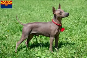 Read more about the article American Hairless Terrier breeders and puppies in Arizona