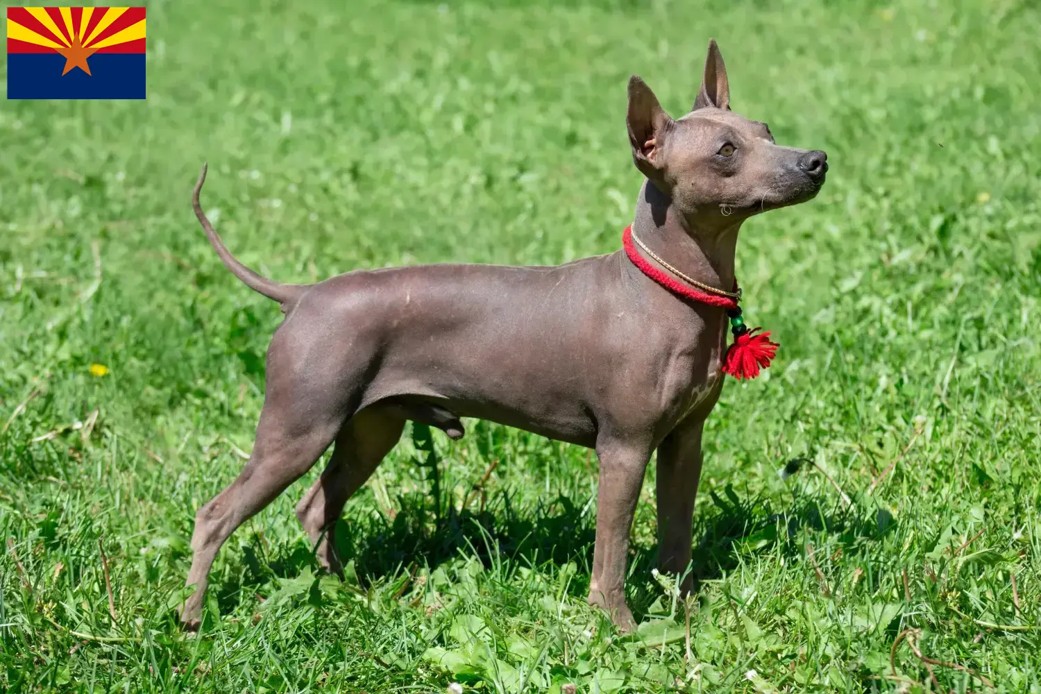 American Hairless Terrier puppies and breeders Arizona Find American Hairless Terrier breeders in Arizona.