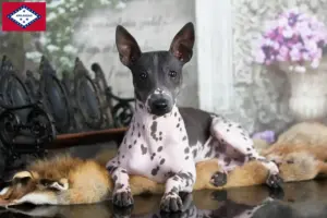 Read more about the article American Hairless Terrier breeders and puppies in Arkansas