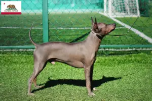 Read more about the article American Hairless Terrier breeders and puppies in California