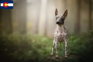 Read more about the article American Hairless Terrier breeders and puppies in Colorado