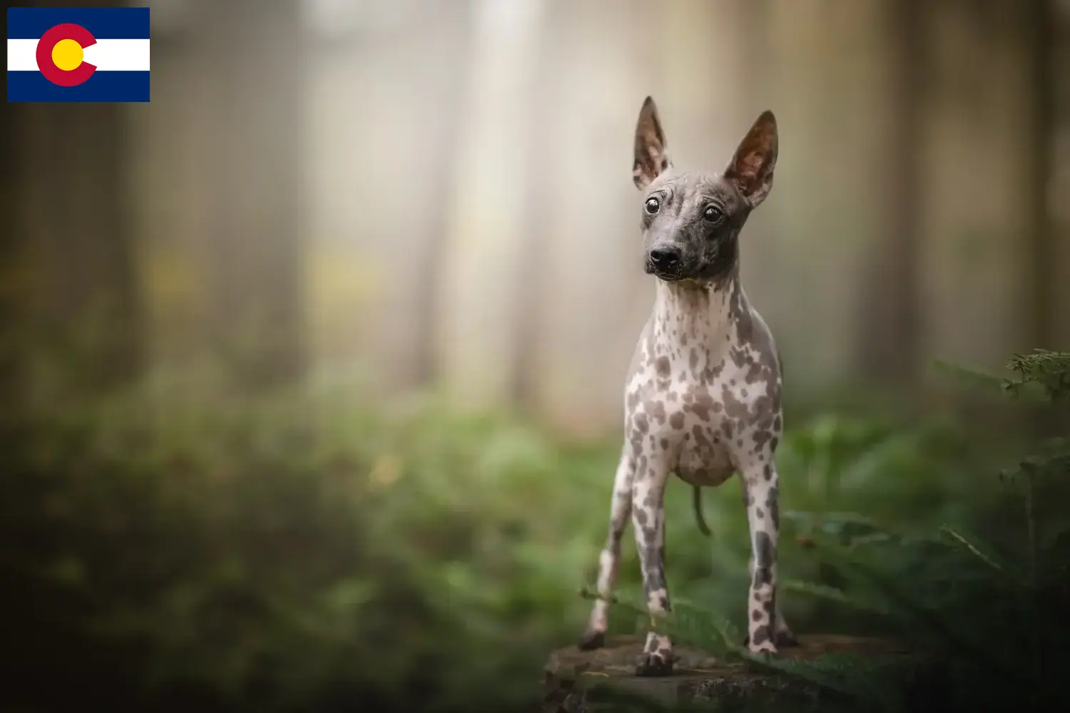 American Hairless Terrier puppies and breeders Colorado Find American Hairless Terrier breeders in Colorado.
