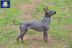 Read more about the article American Hairless Terrier breeders and puppies in Connecticut