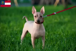 Read more about the article American Hairless Terrier breeders and puppies in Georgia