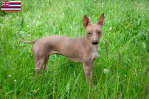Read more about the article American Hairless Terrier Breeders and Puppies in Hawaii
