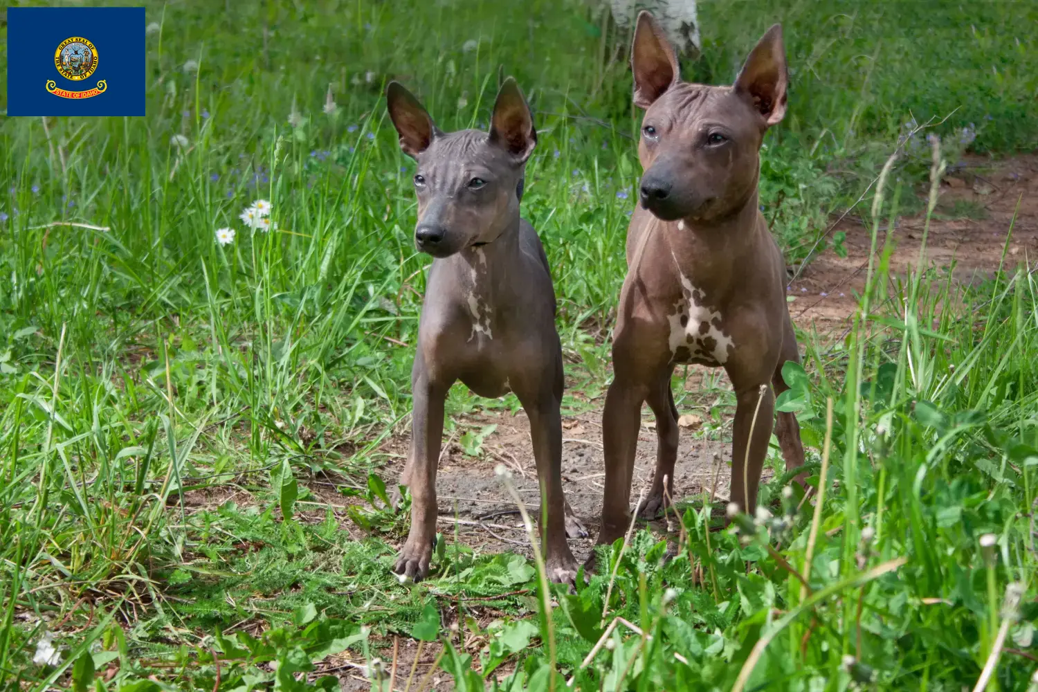 American Hairless Terrier puppies and breeders Idaho Find American Hairless Terrier breeders in Idaho.