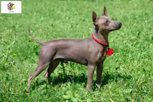 Read more about the article American Hairless Terrier breeders and puppies in Illinois
