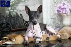 Read more about the article American Hairless Terrier breeders and puppies in Indiana