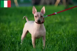 Read more about the article American Hairless Terrier breeders and puppies in Italy