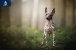 Read more about the article American Hairless Terrier breeders and puppies in Kansas