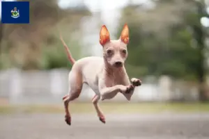 Read more about the article American Hairless Terrier breeders and puppies in Maine