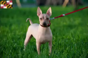 Read more about the article American Hairless Terrier breeders and puppies in Maryland