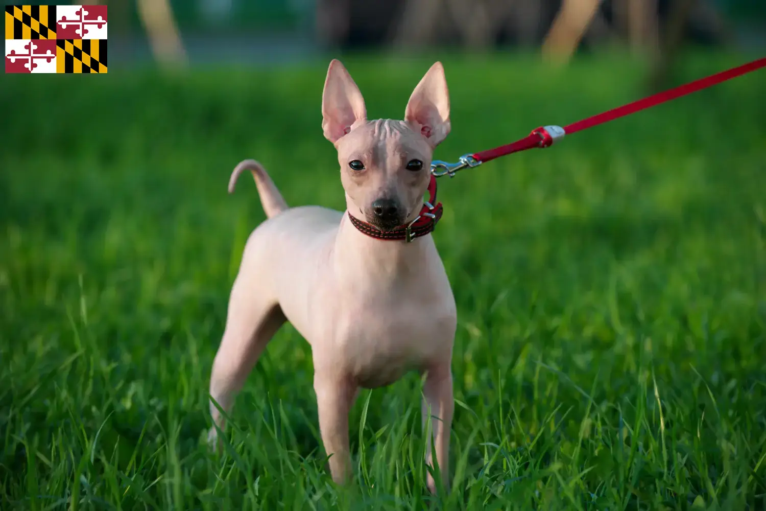 American Hairless Terrier puppies and breeders Maryland Find American Hairless Terrier breeders in Maryland.