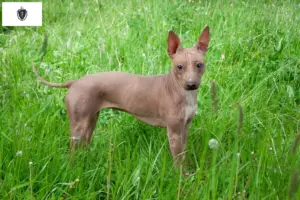 Read more about the article American Hairless Terrier Breeders and Puppies in Massachusetts