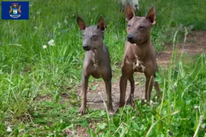 Read more about the article American Hairless Terrier breeders and puppies in Michigan