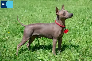 Read more about the article American Hairless Terrier breeders and puppies in Minnesota