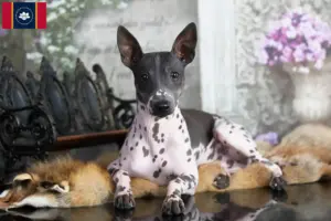 Read more about the article American Hairless Terrier Breeders and Puppies in Mississippi