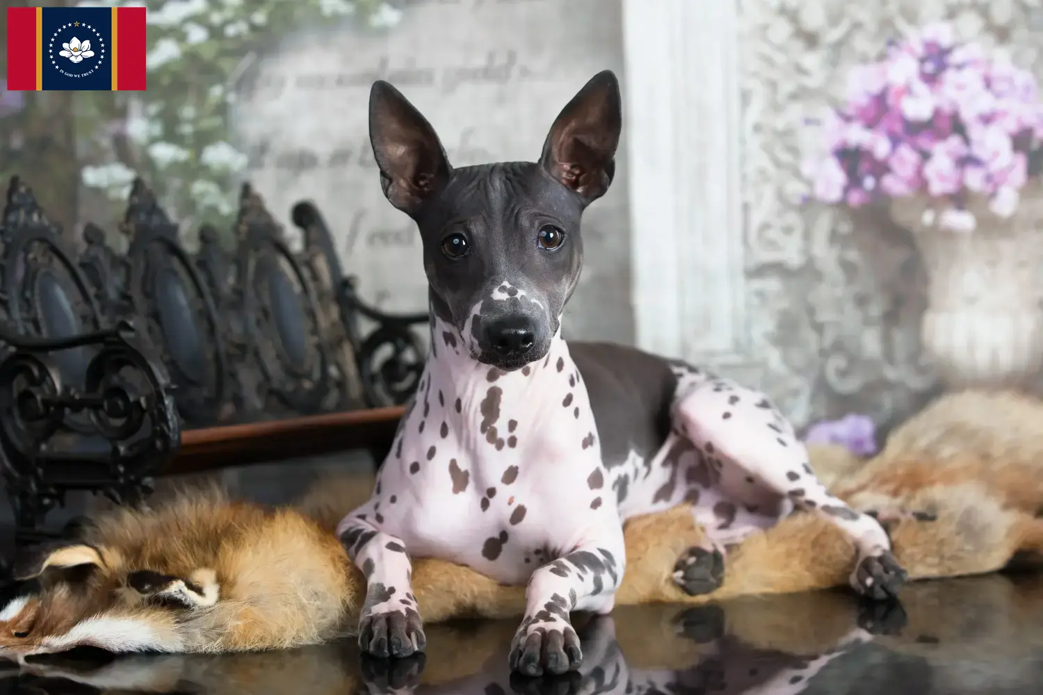 American Hairless Terrier puppies and breeders Mississippi Find American Hairless Terrier breeders in Mississippi.