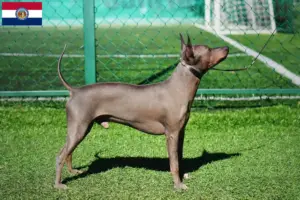 Read more about the article American Hairless Terrier breeders and puppies in Missouri